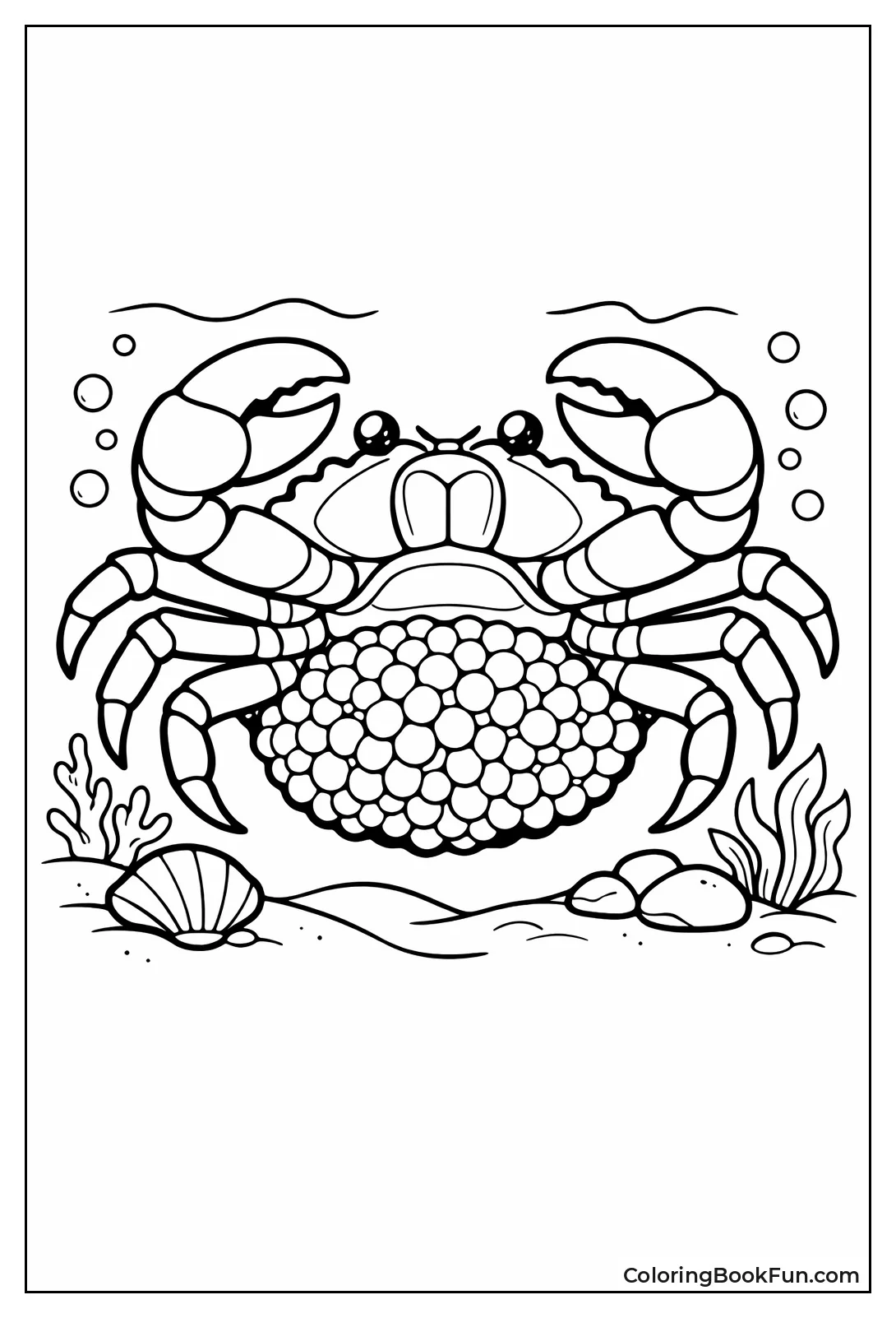 Mom Crab with Egg Mass