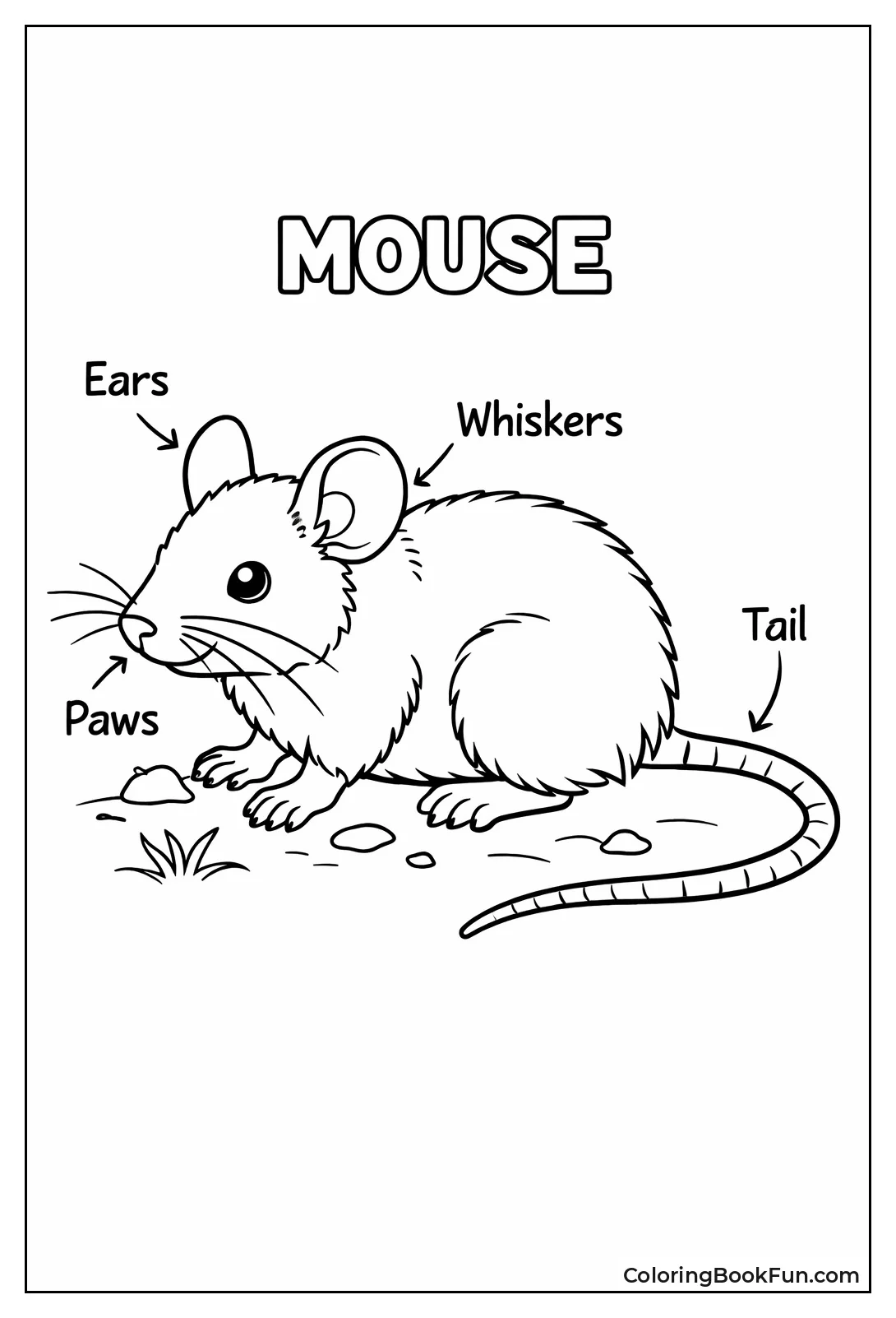 Labeled Mouse Anatomy