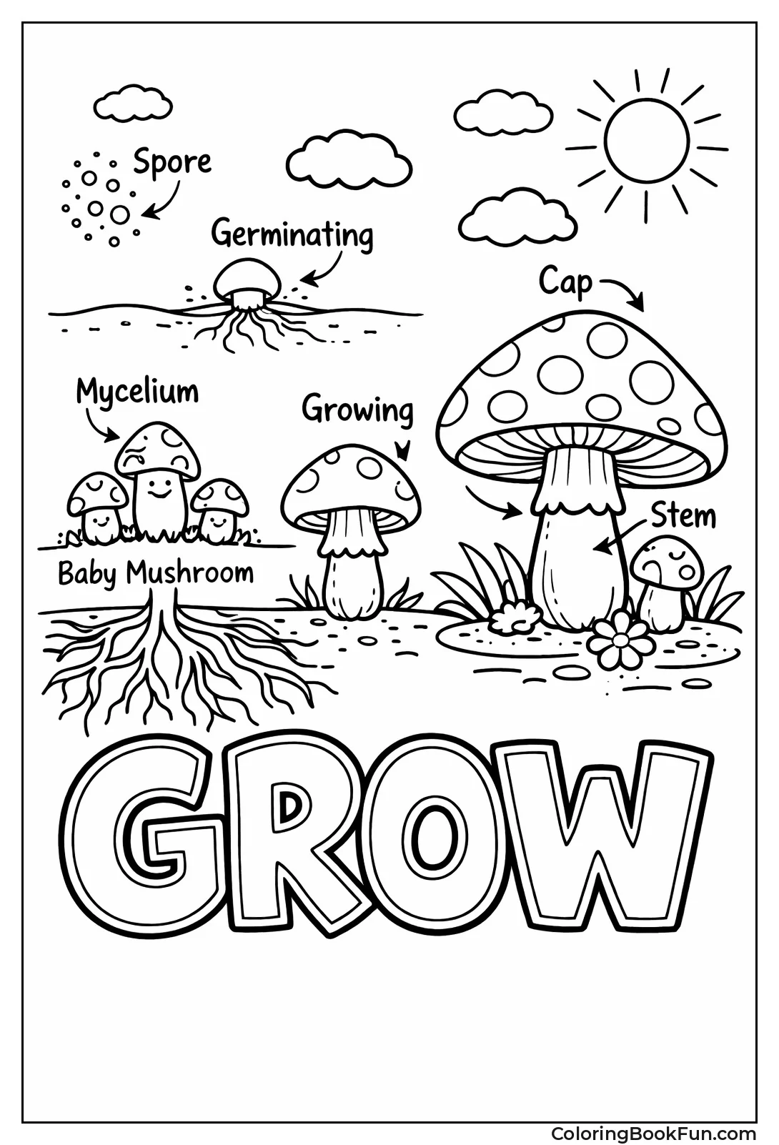 Mushroom Grows from Spore