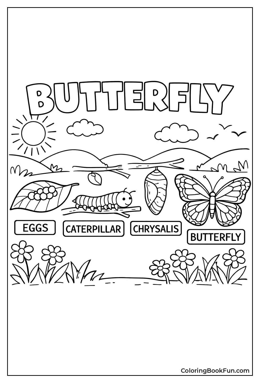 Butterfly Life Stages