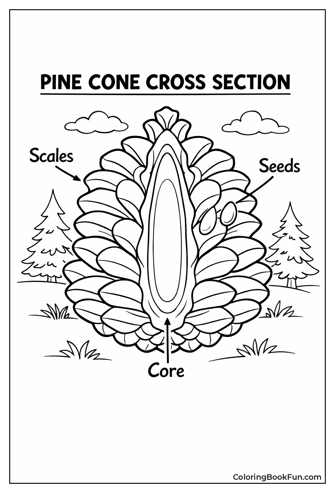 Pine Cone Sections
