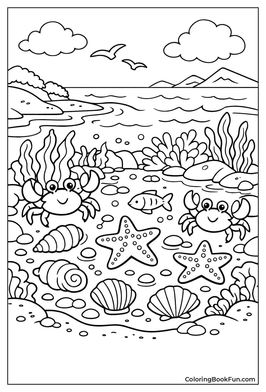 Tidepool Seashells and Starfish