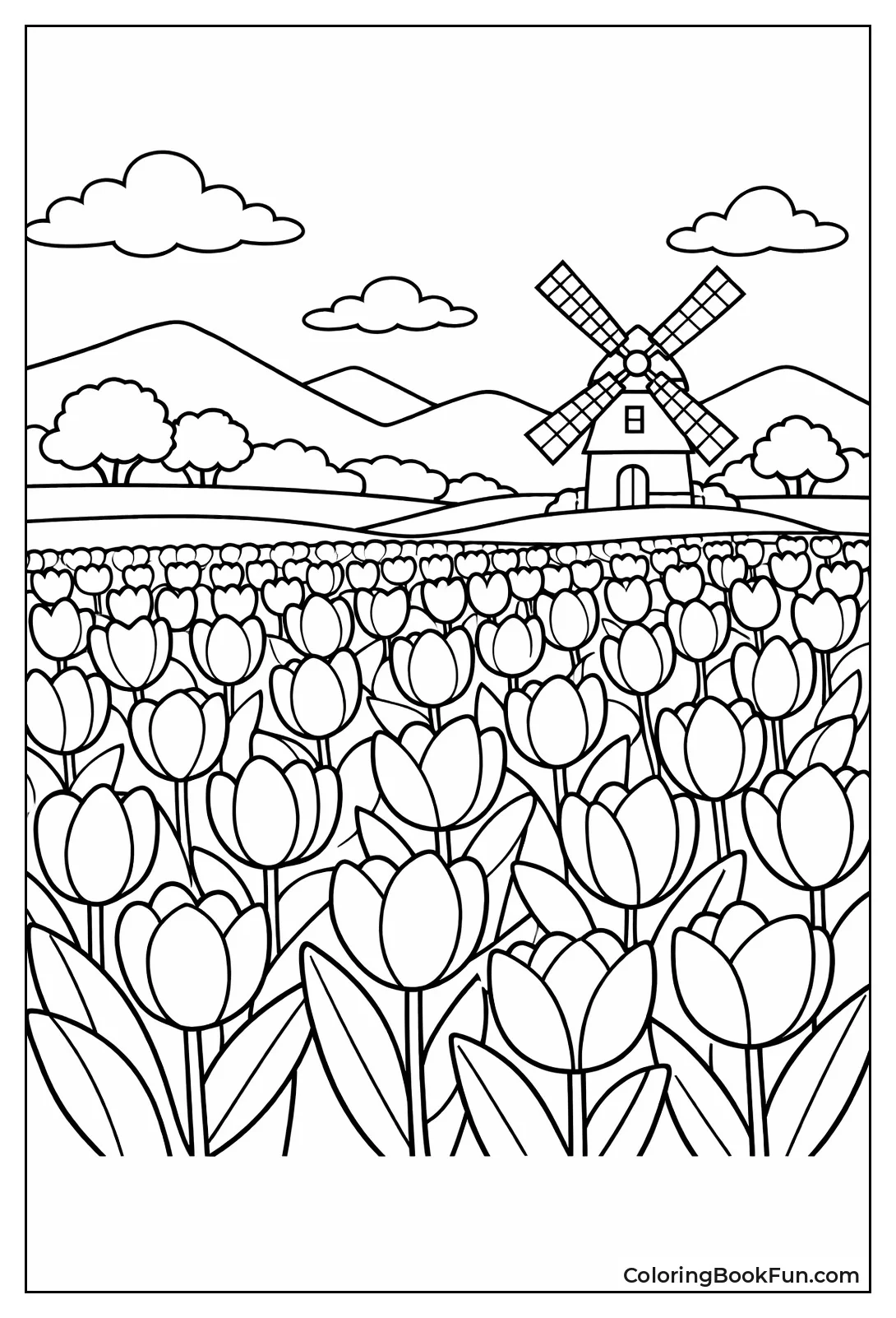 Tulip Field Panorama