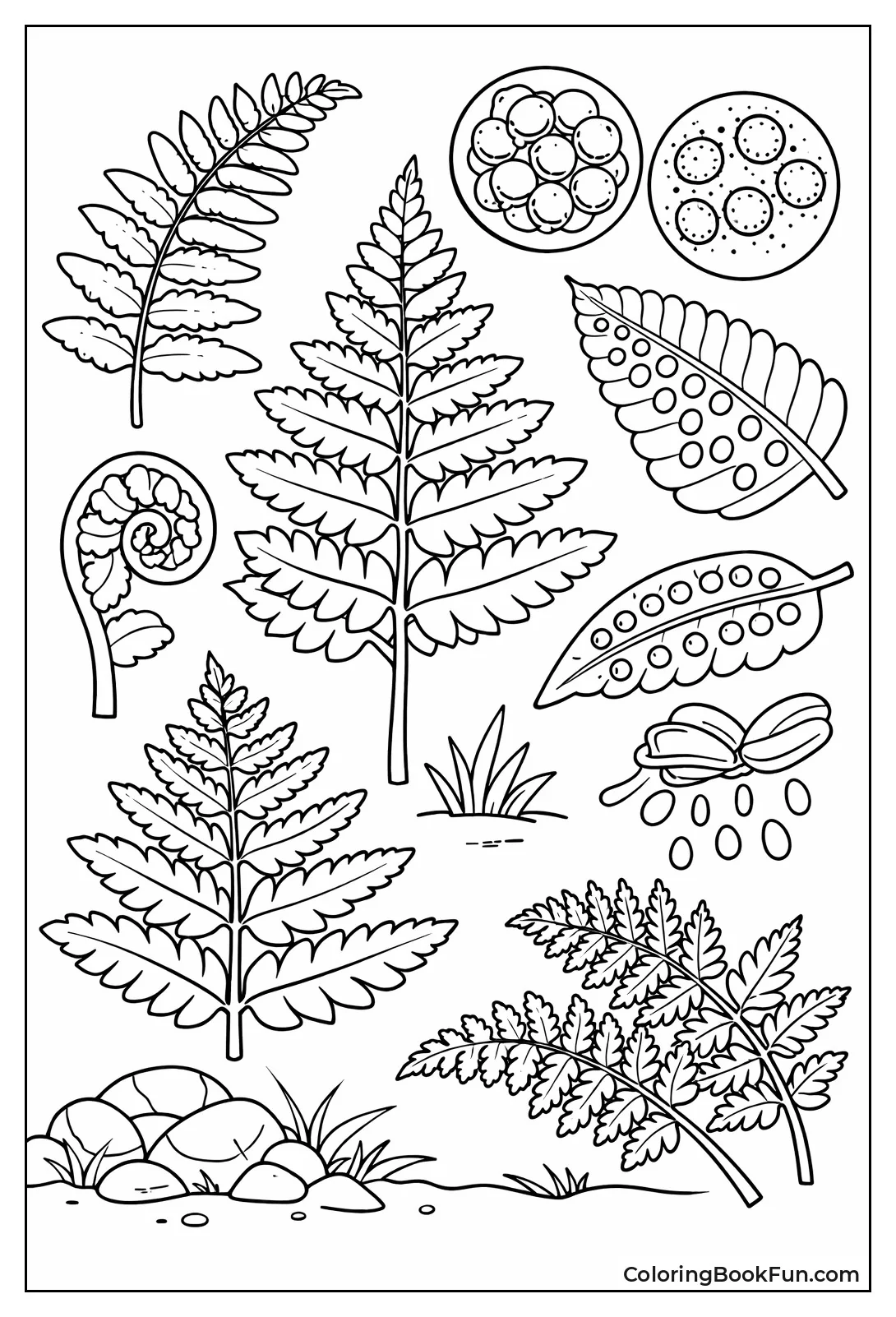 Vintage Fern Collection