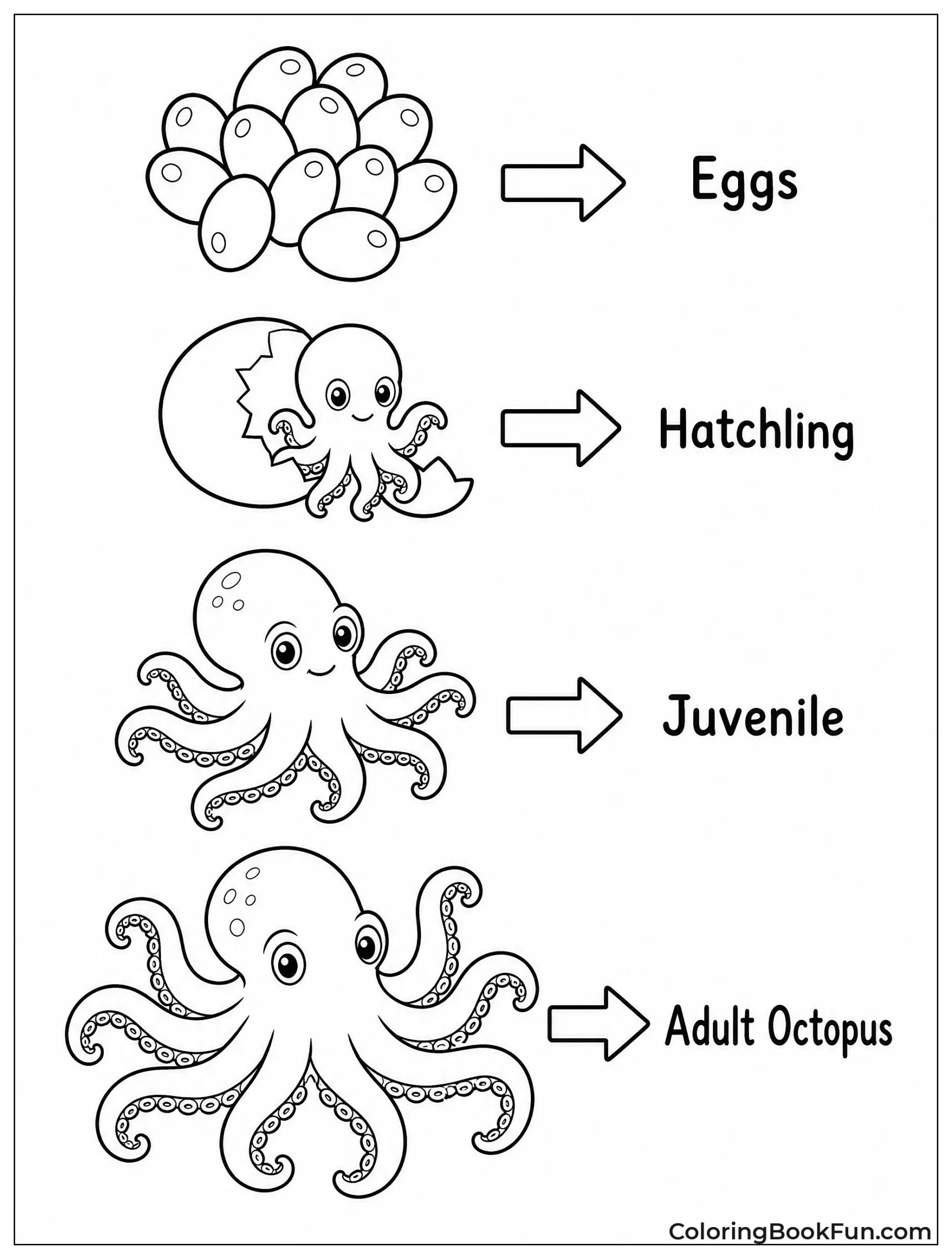 Octopus Life Cycle Stages