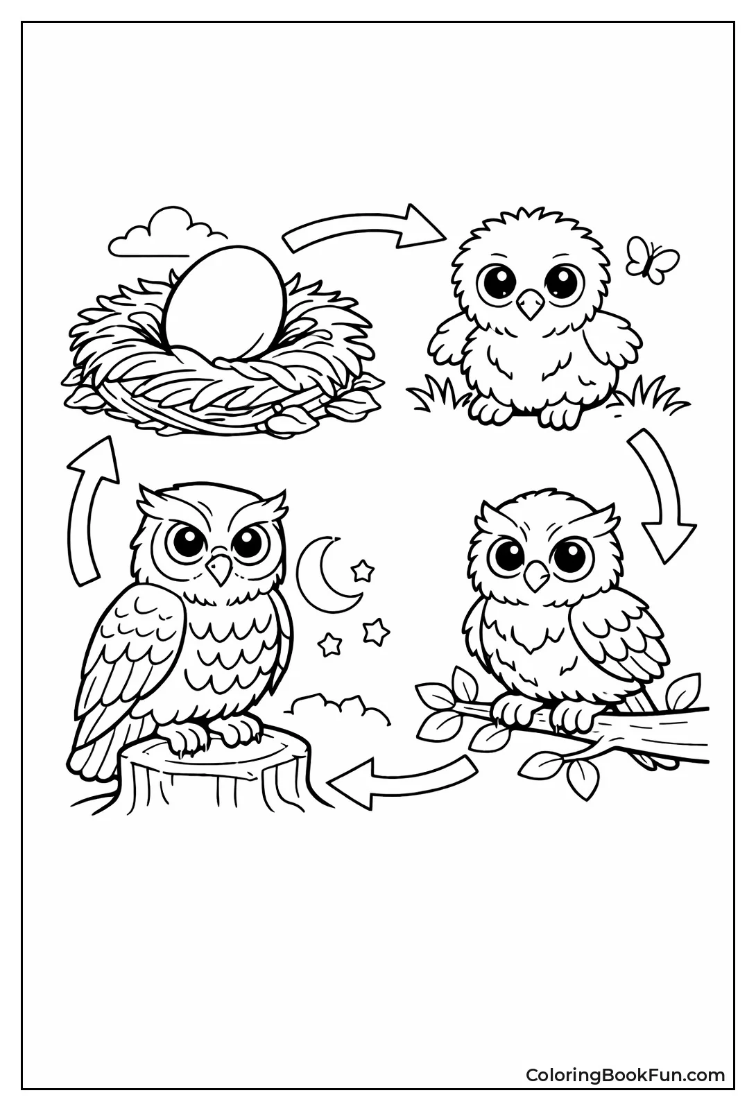 Owl Life Cycle Stages