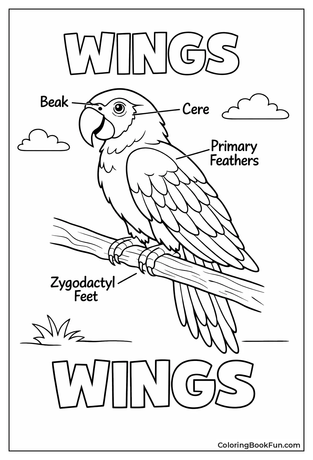 Labeled Parrot Anatomy