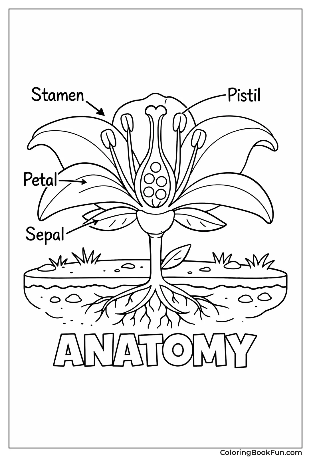 Lily Parts Cross Section