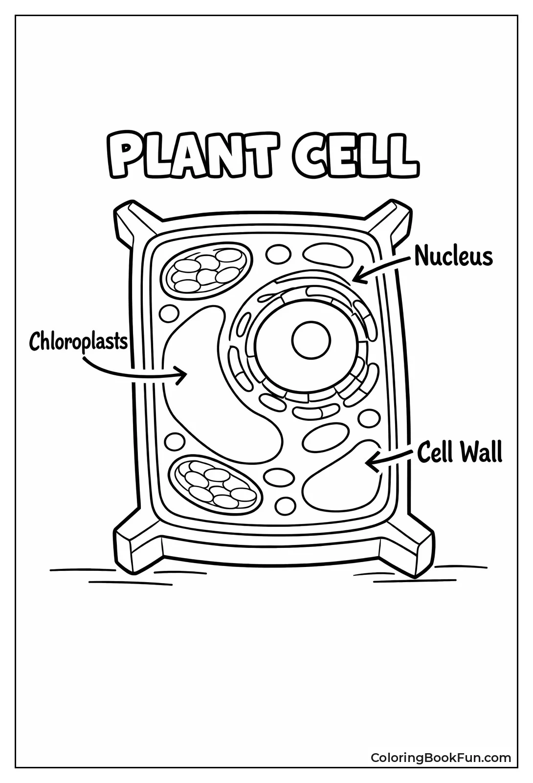 Plant Cell Shows Nucleus