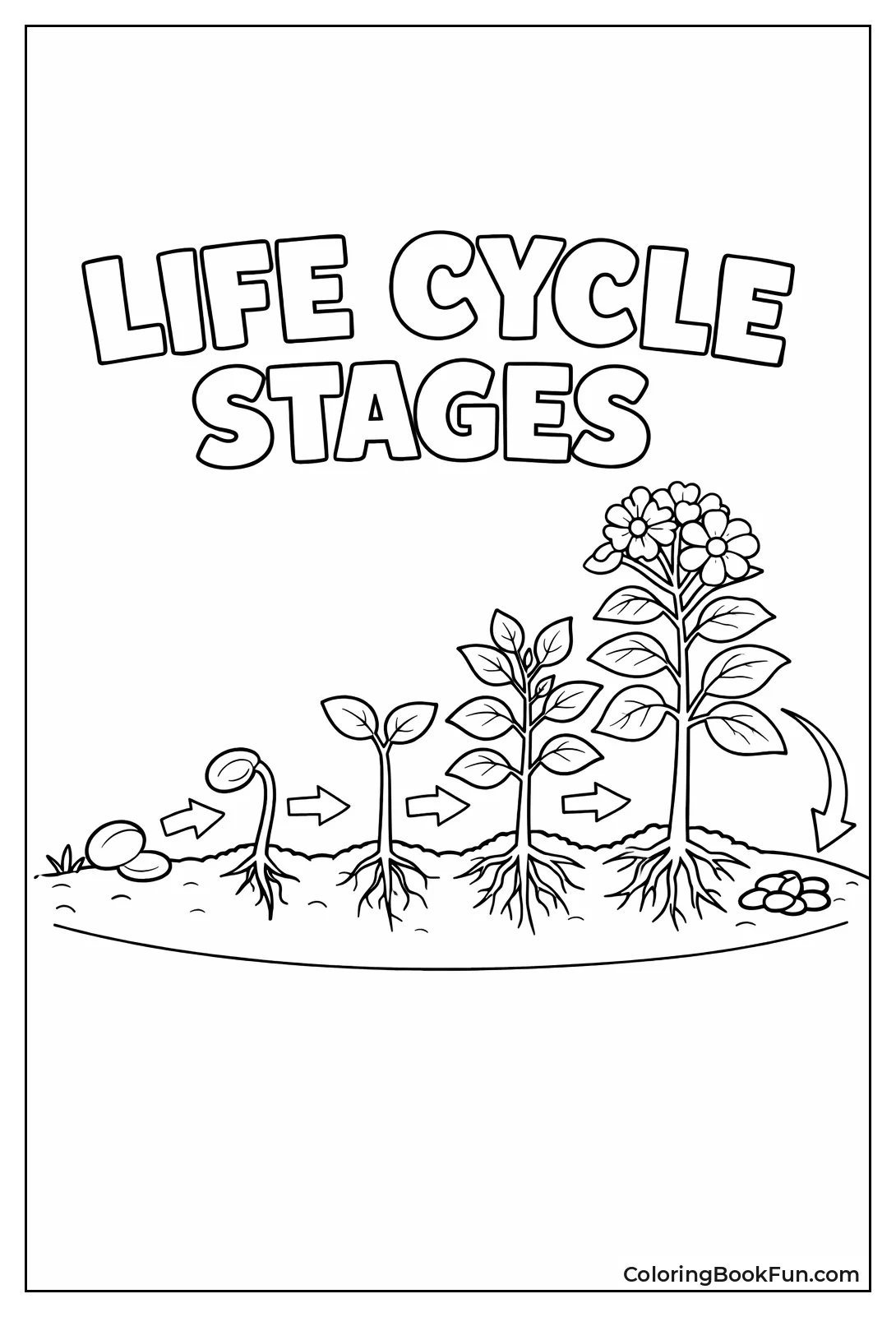 Plant Growing from Seed to Flower