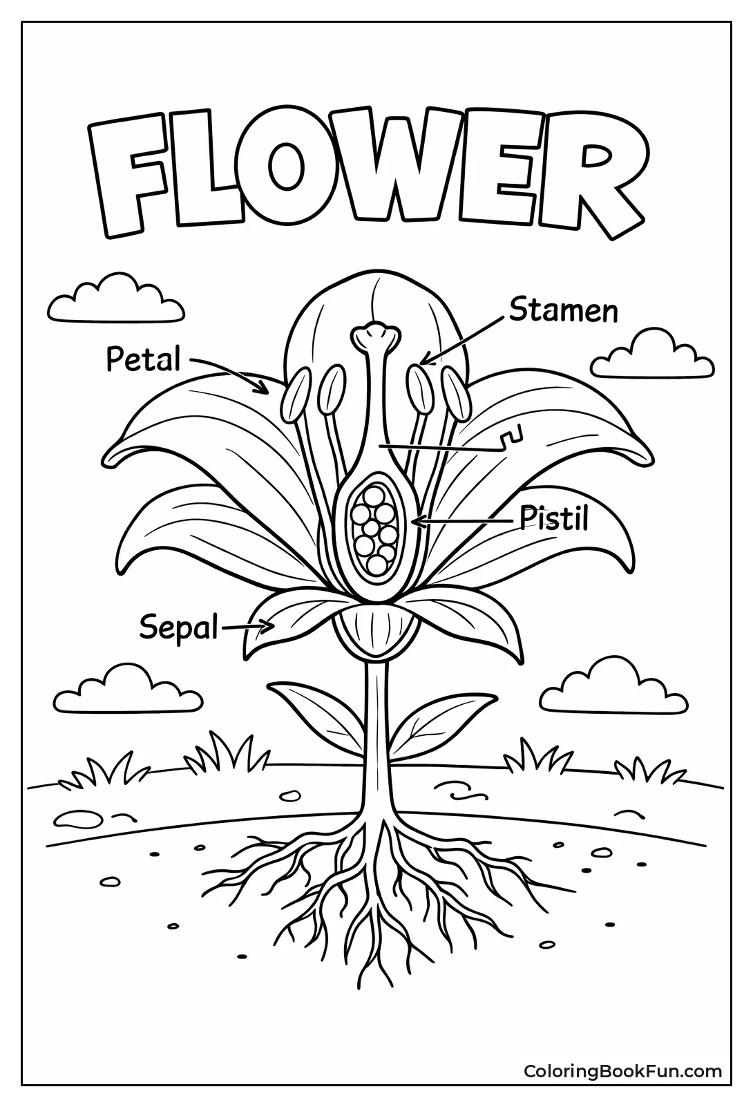 Lily Reveals Flower Parts