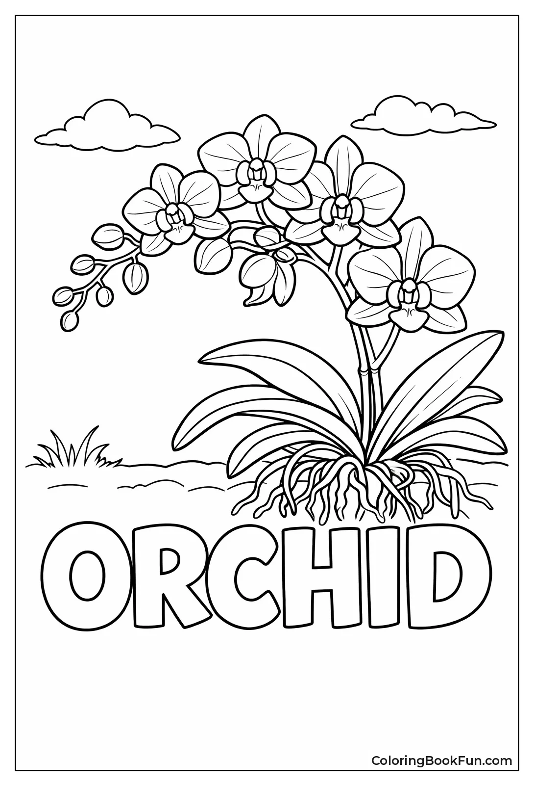 Orchid Spray Blooms with Roots