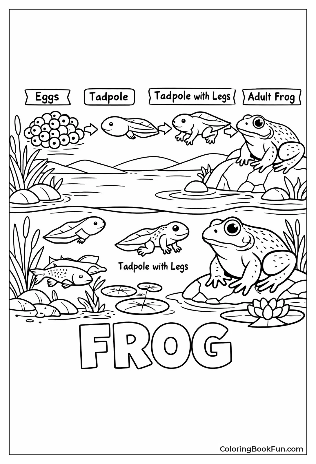 Frog Changes from Egg