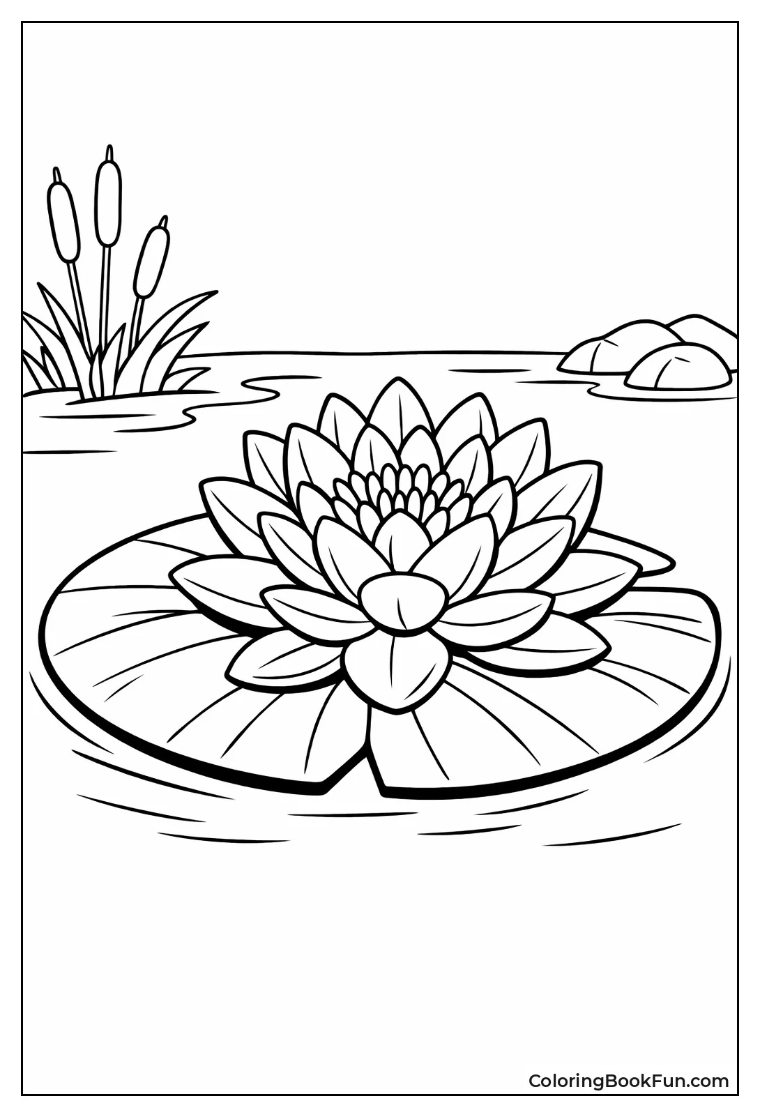 Water Lily Blooms Close