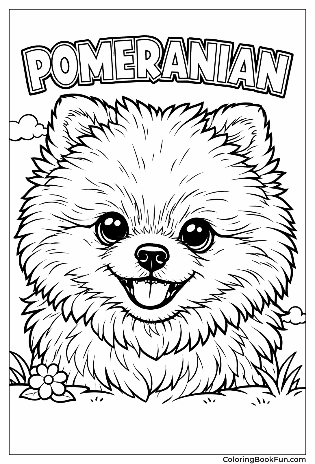Fluffy Pomeranian Puppy Portrait