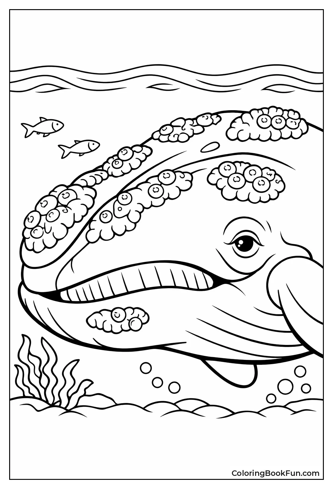 Right Whale Barnacles