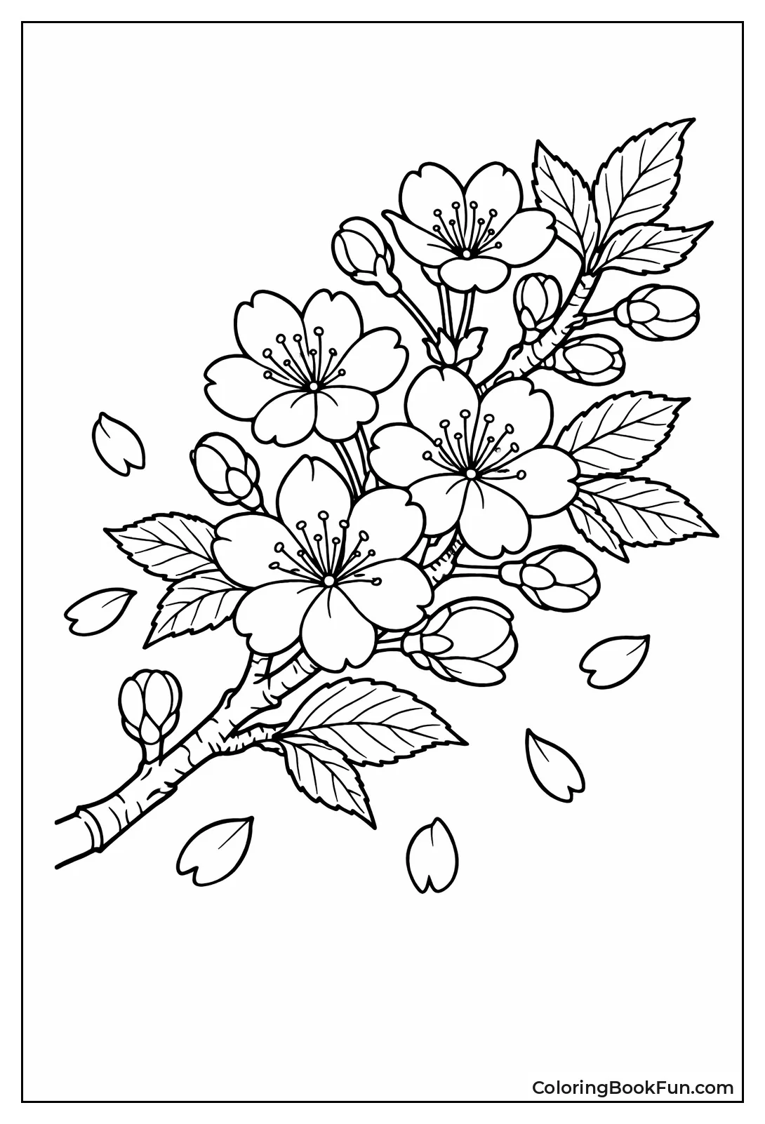 Pink Sakura Branch Closeup