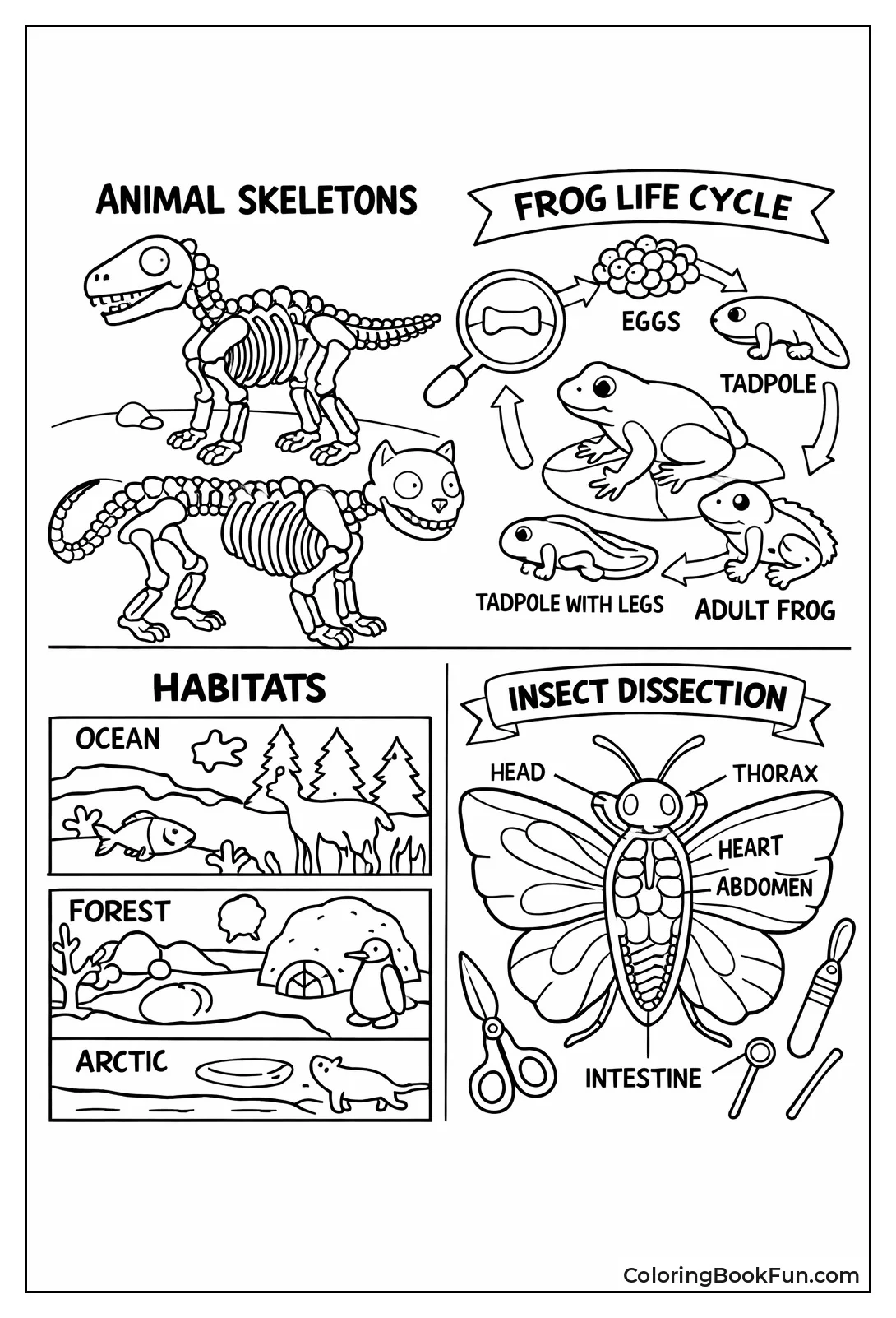 Animal Skeletons and Cycles