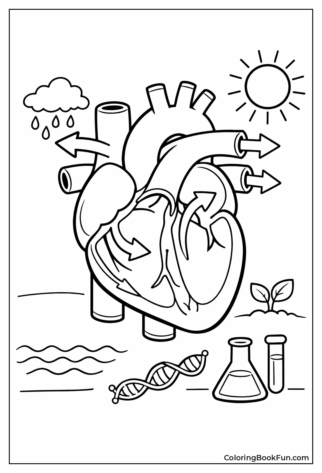 Heart Shows Blood Flow