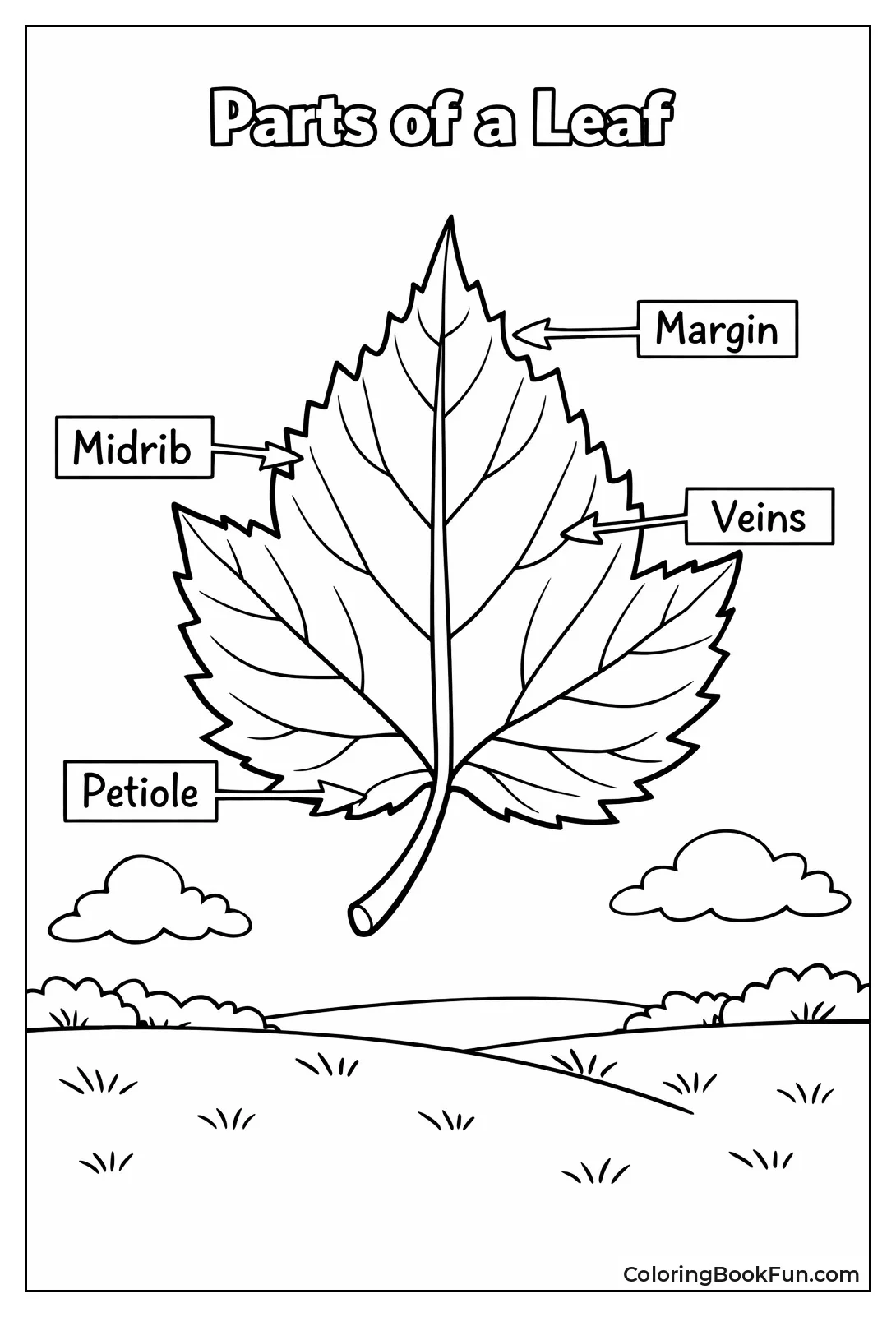 Leaf Anatomy with Arrows