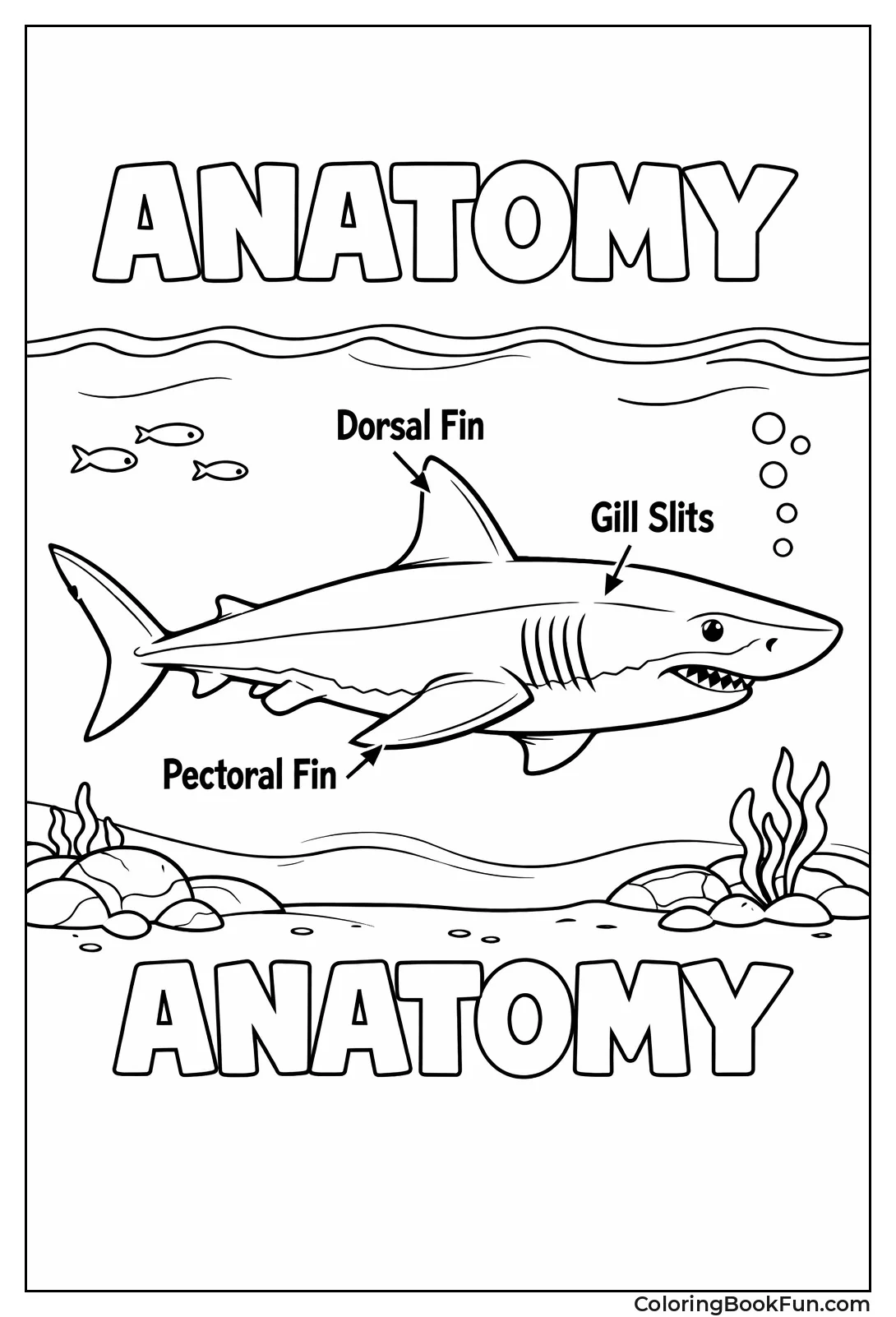 Shark with Fin Labels