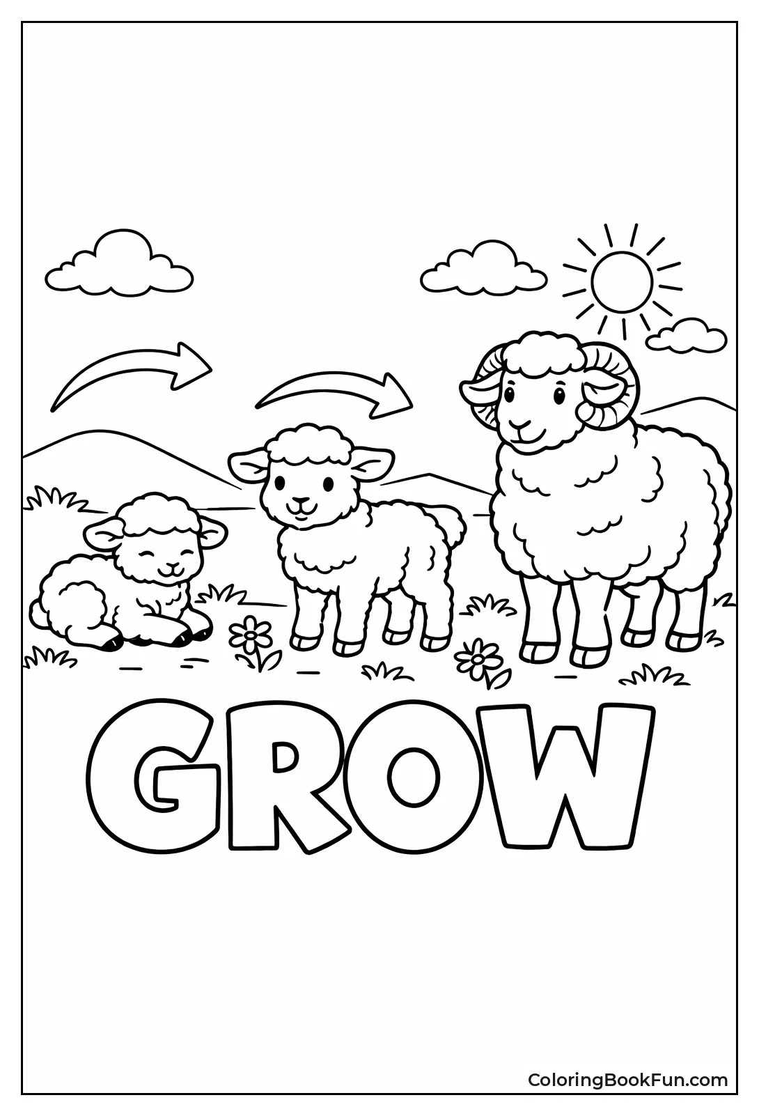 Sheep Life Cycle Stages