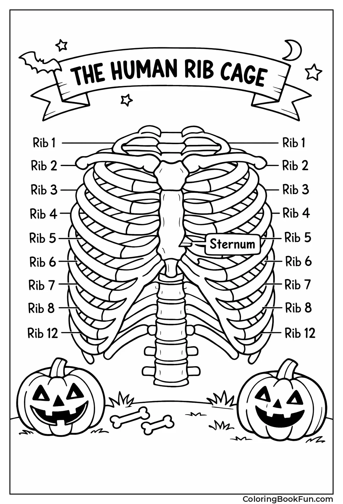 Detailed Labeled Ribcage