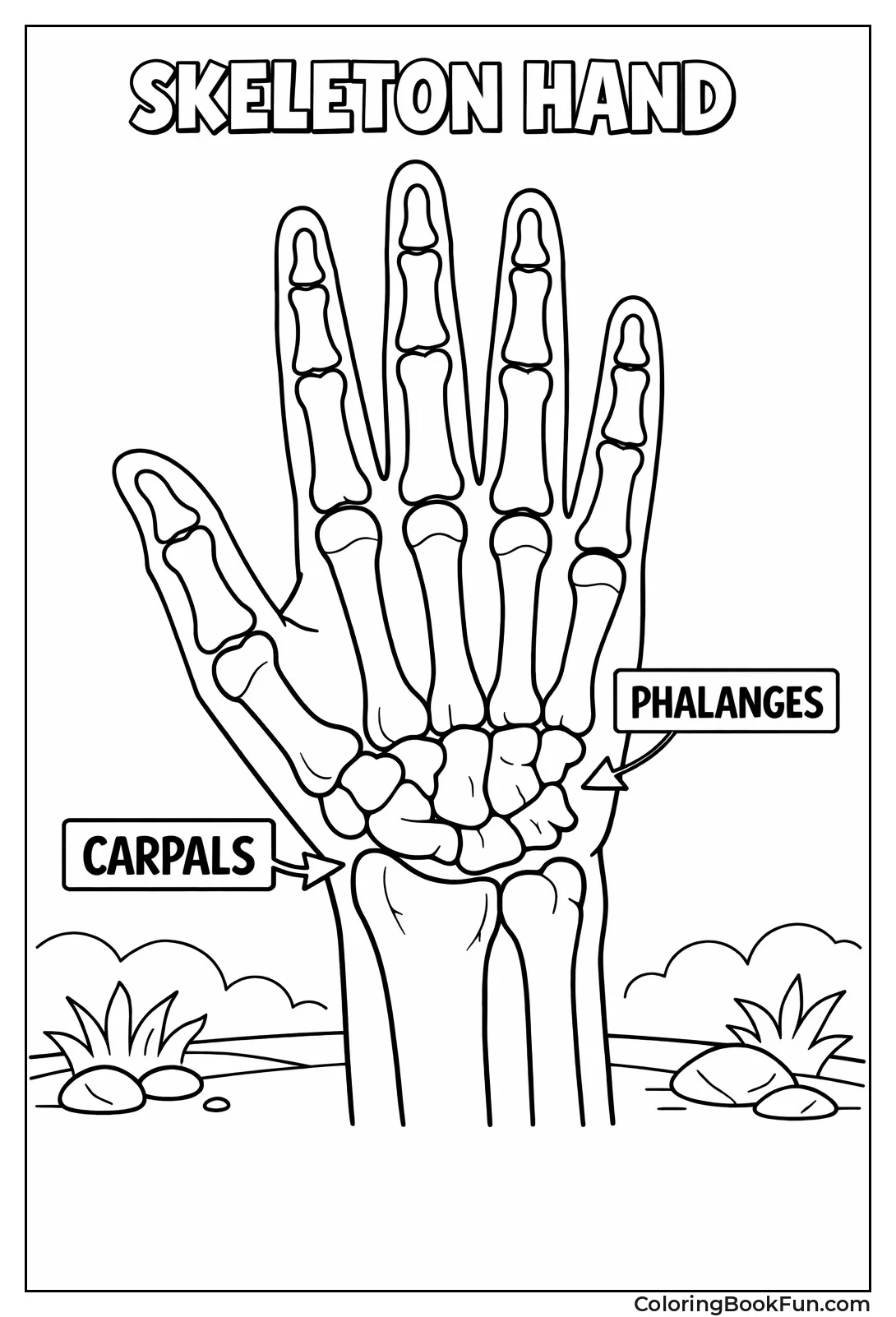 Labeled Skeleton Hand Bones