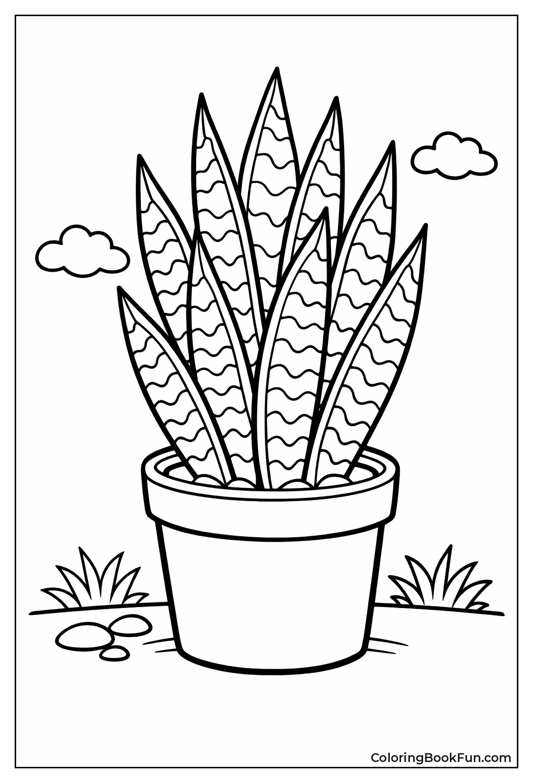 Tall Snake Plant in Pot