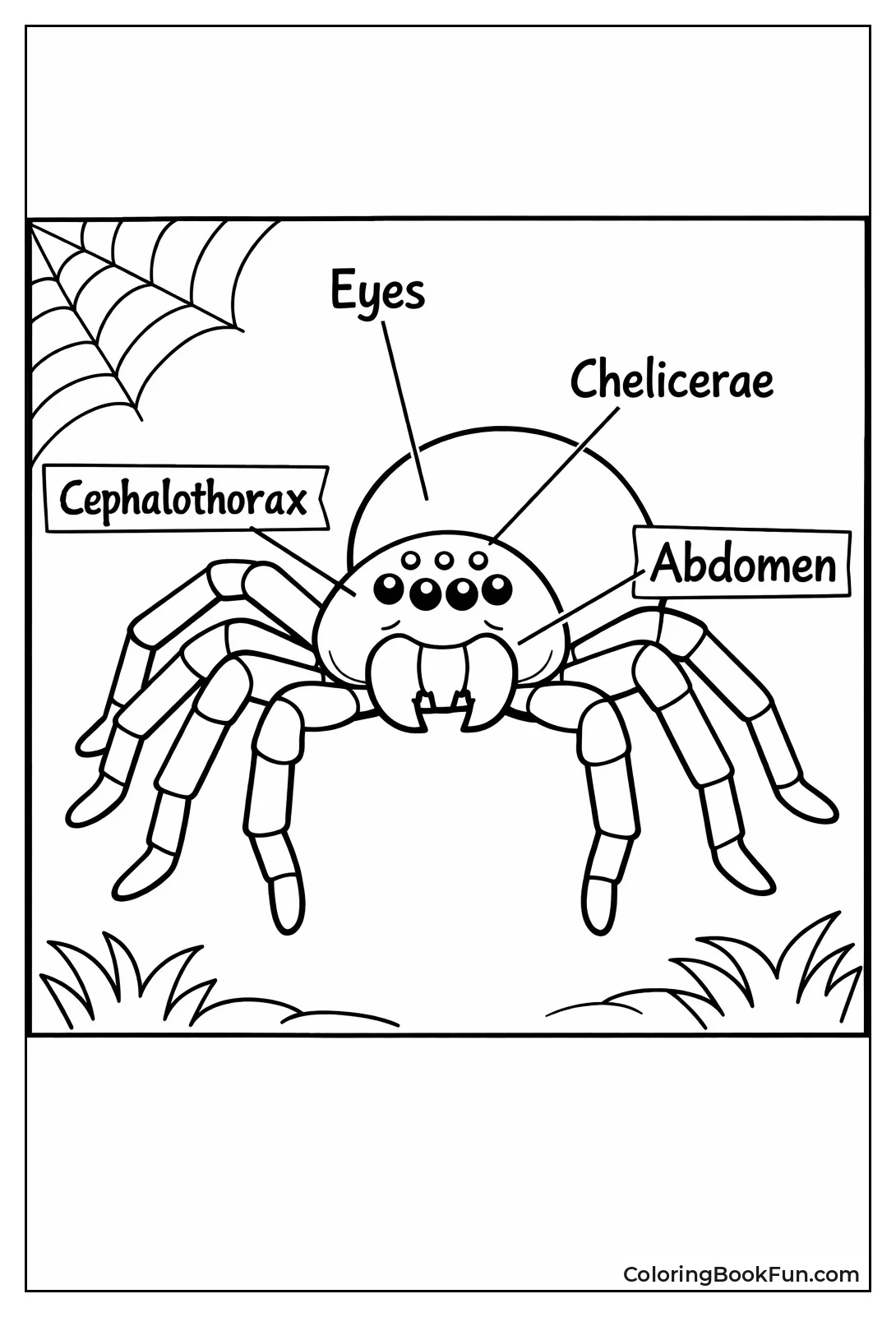 Labeled Spider Shows Body Parts