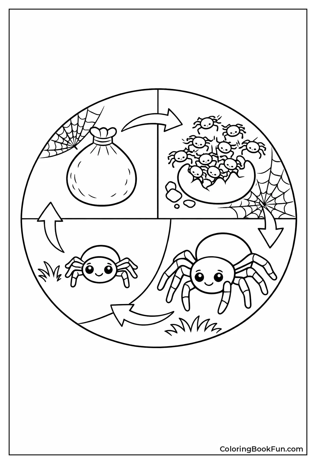 Spider Grows from Egg to Adult
