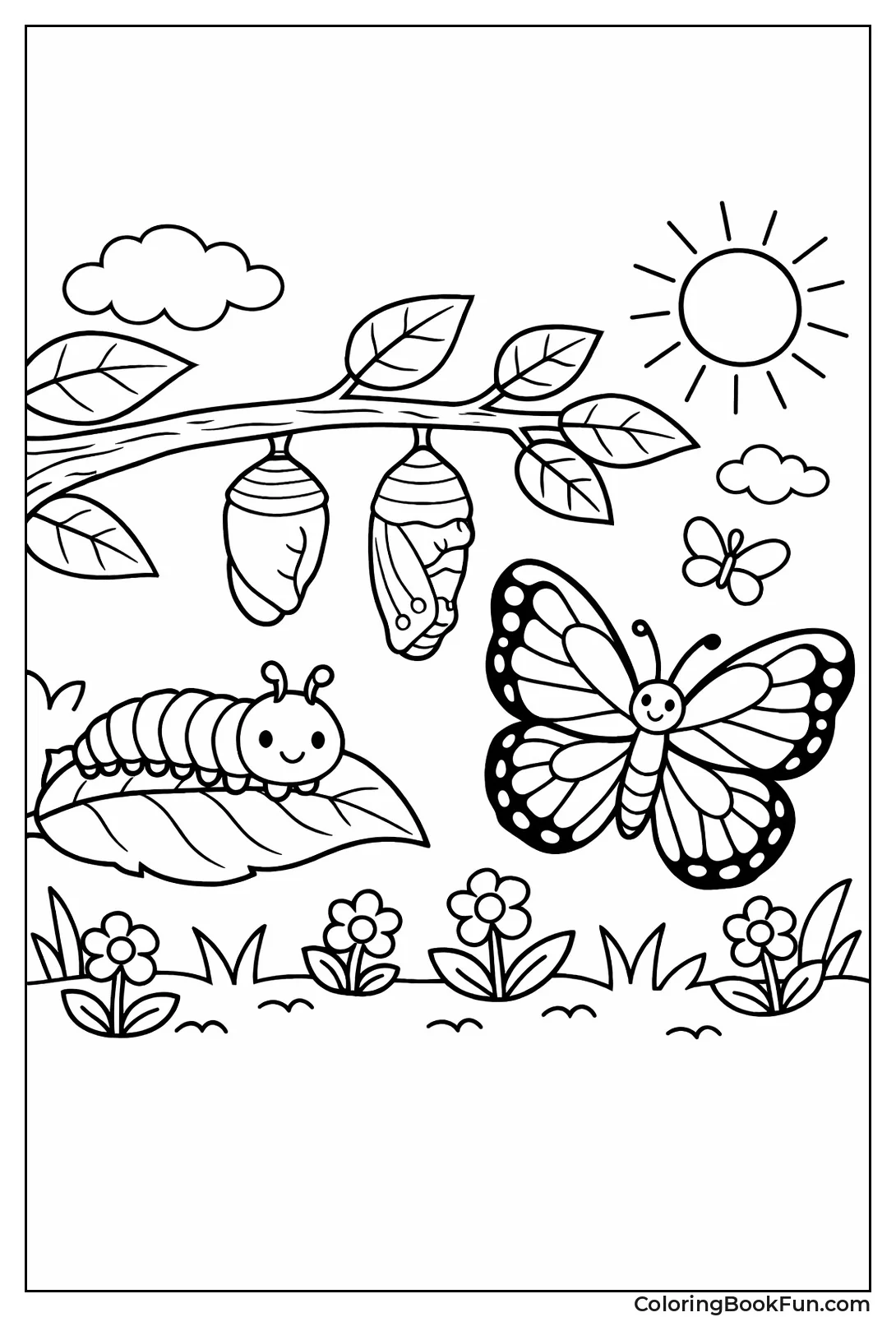Butterfly Life Cycle Stages