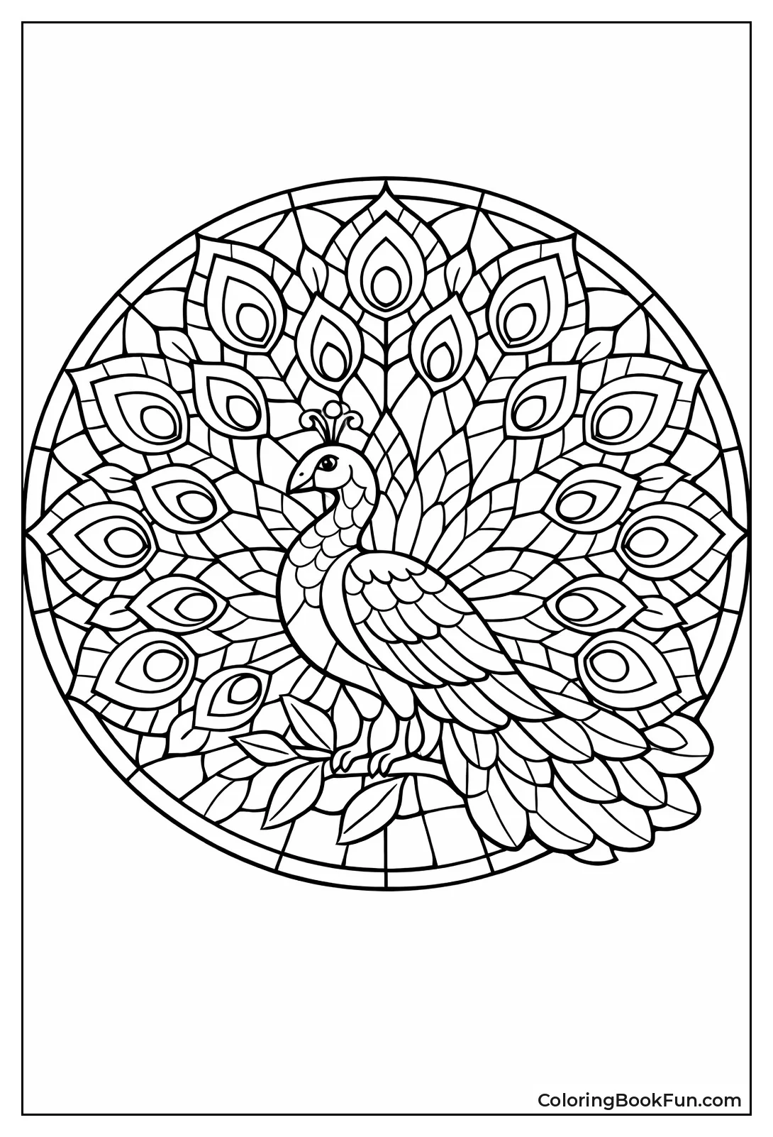 Peacock Tail Fans Out