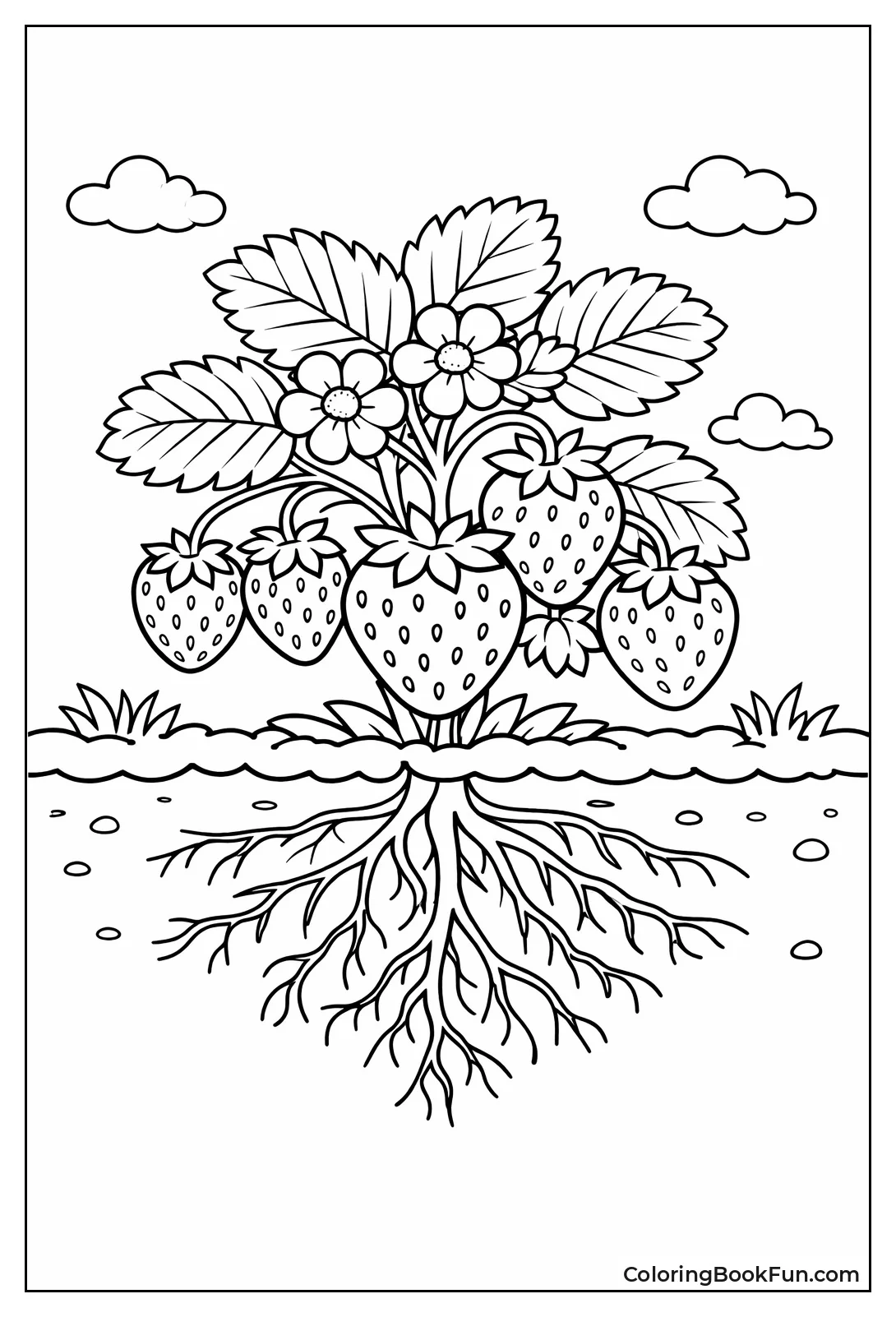 Strawberry Plant Grows Ripe