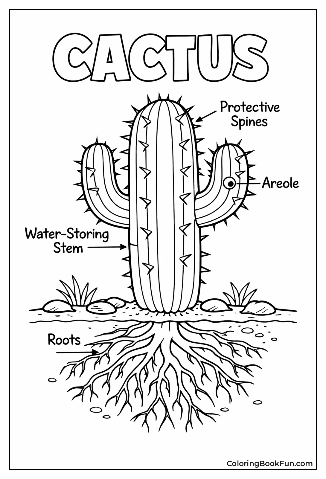 Cactus Anatomy Diagram