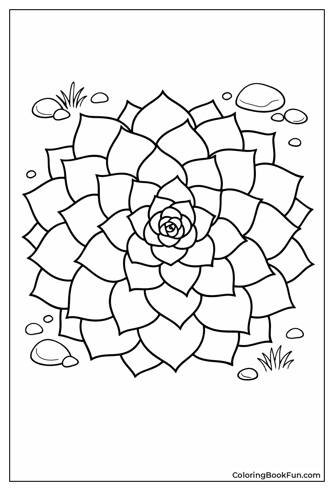 Symmetrical Echeveria Rosette Top View