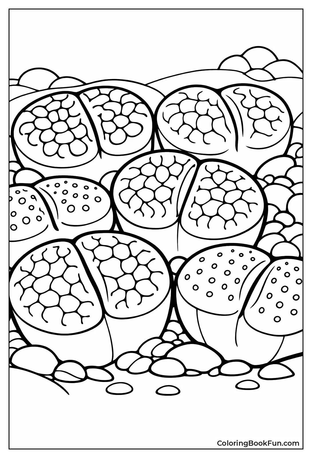 Living Stone Succulent Close-Up