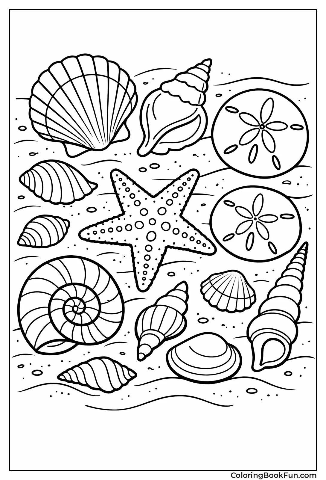 Seashell Collection Display