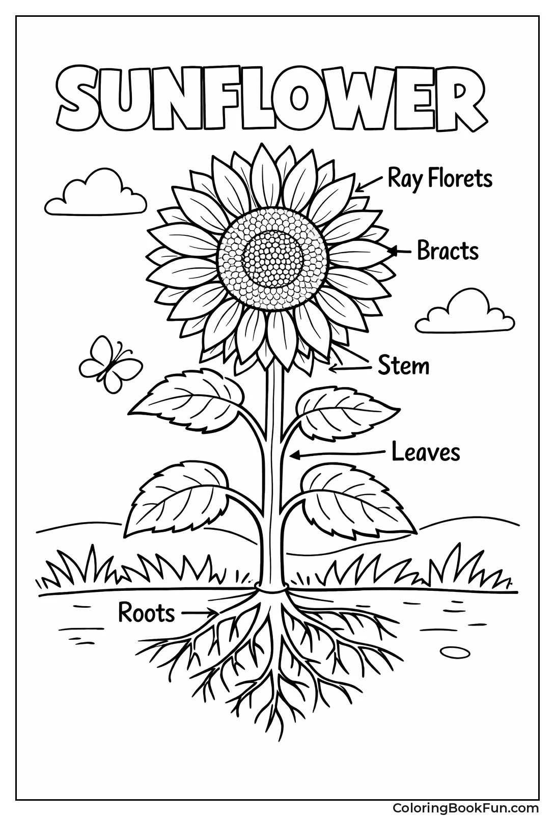 Labeled Sunflower Parts Diagram