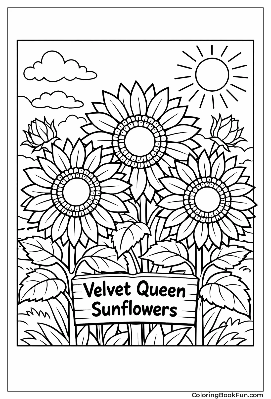 Velvet Queen Sunflower Bloom