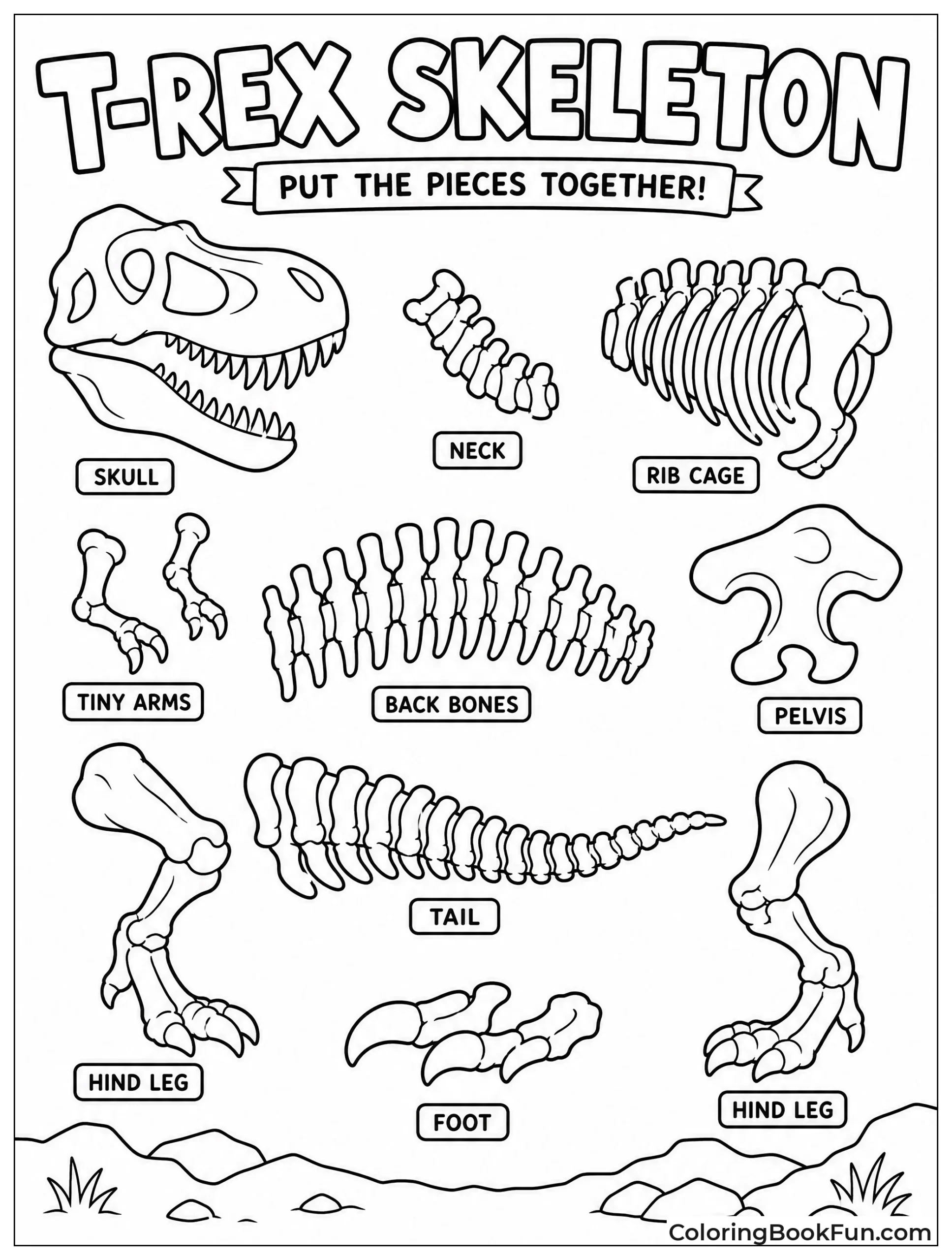 Fossil T-Rex Bone Puzzle