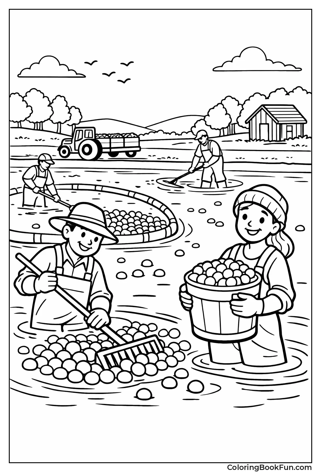 Harvesting Cranberry Bog