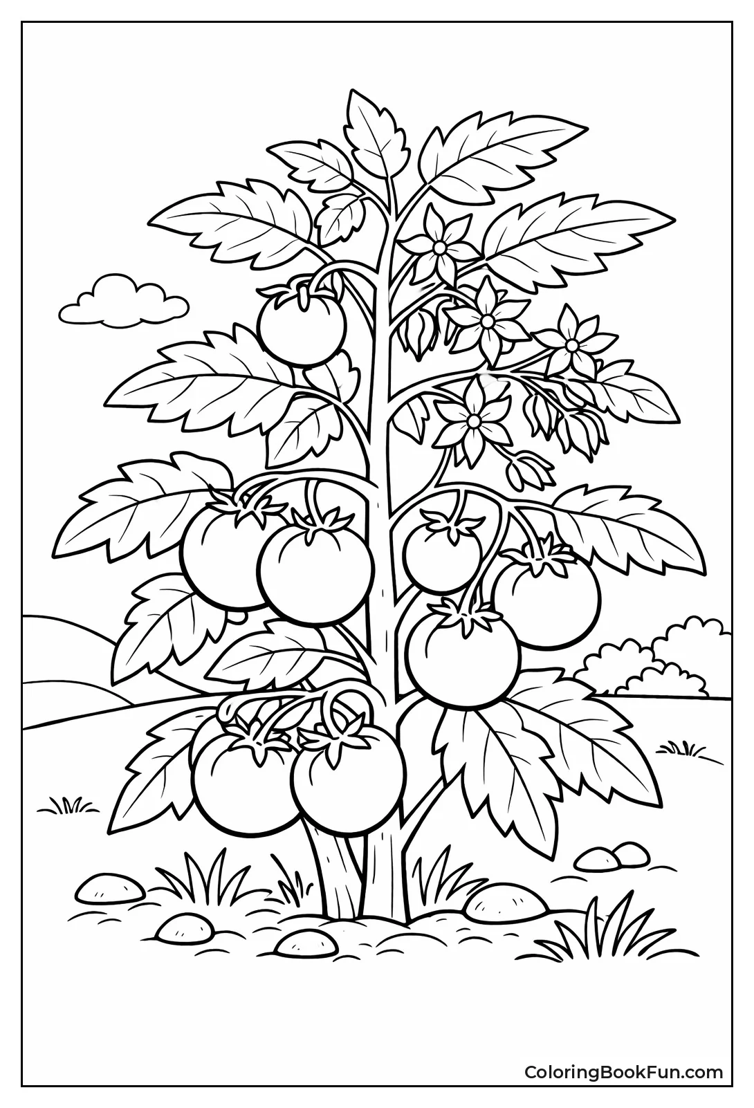 Tomato Vine with Ripe Red Fruits