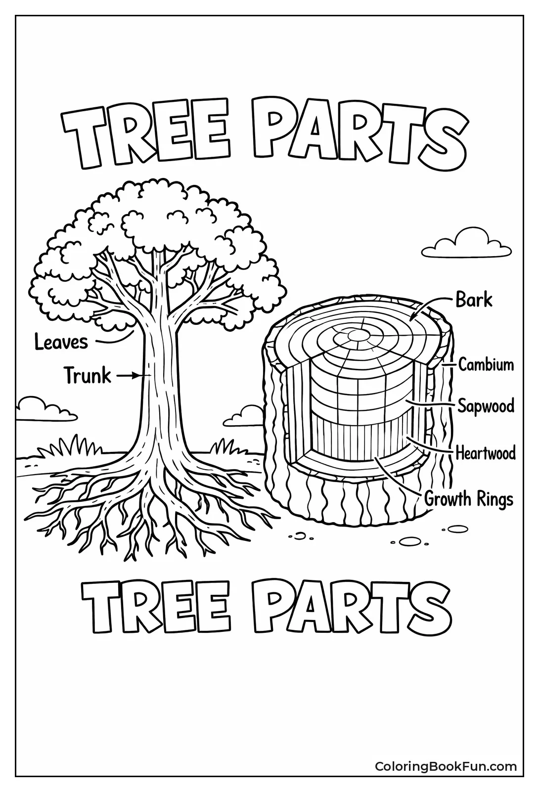 Tree Trunk Cross Section