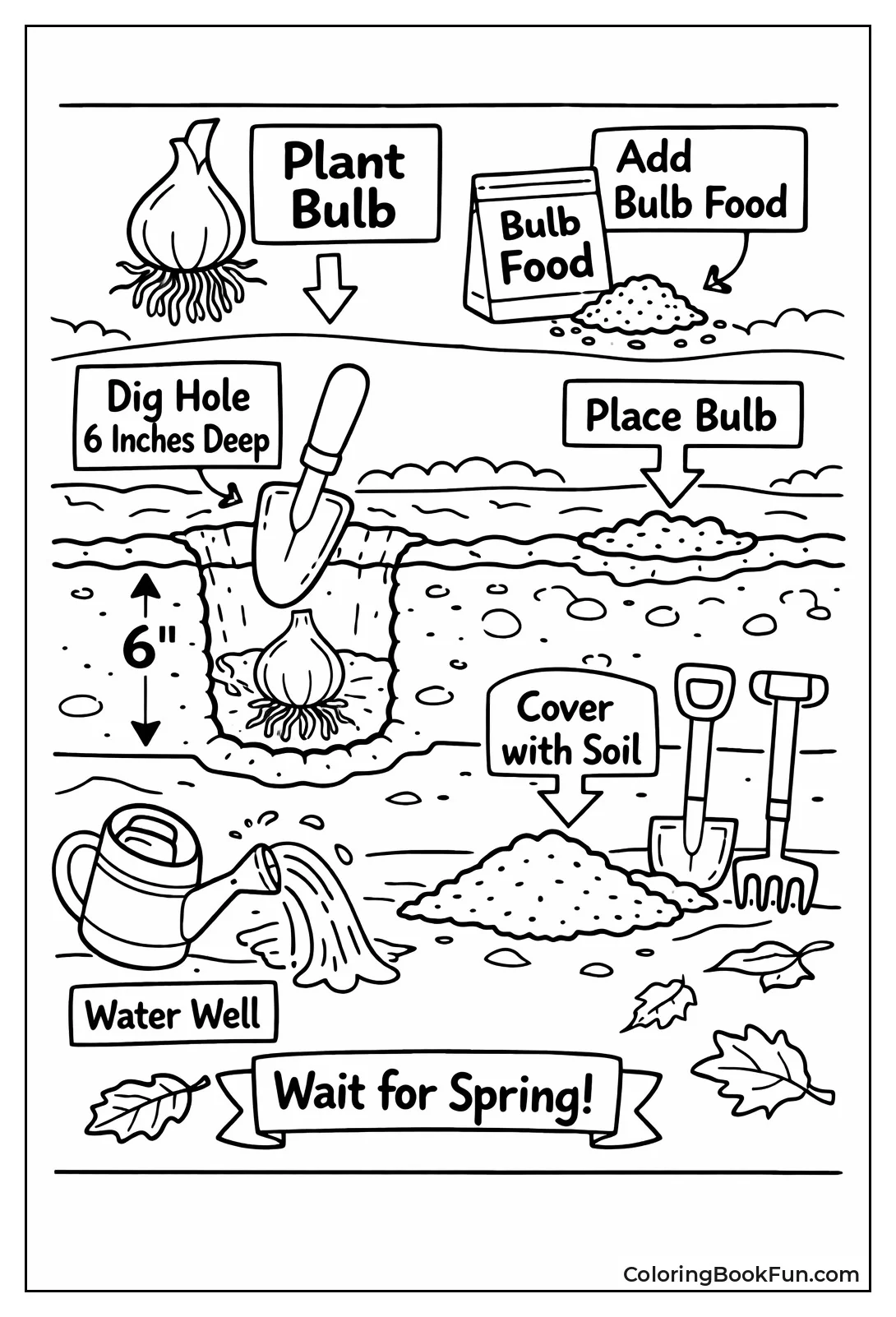 Planting Tulip Bulb Steps