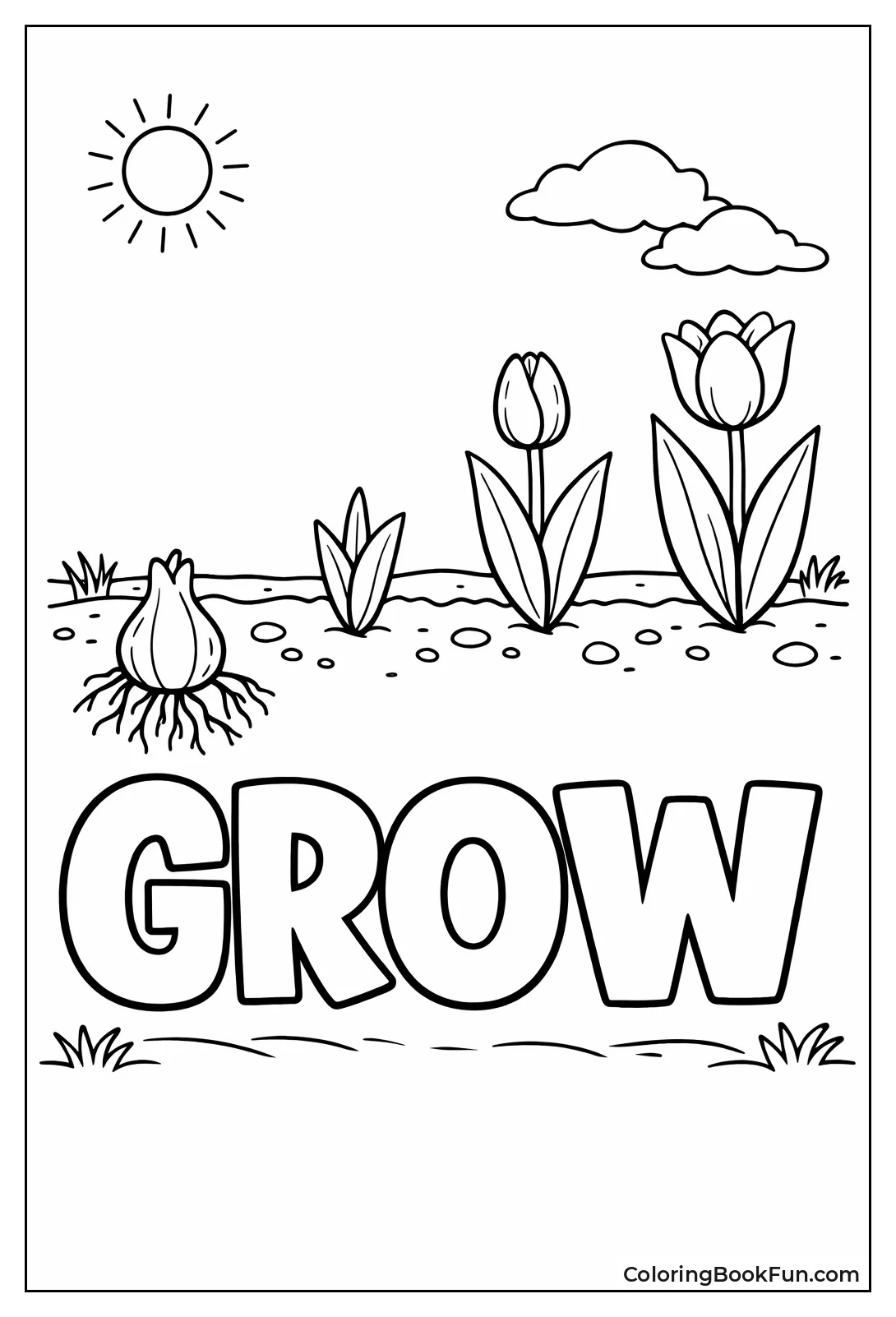 Tulip from Bulb Stages