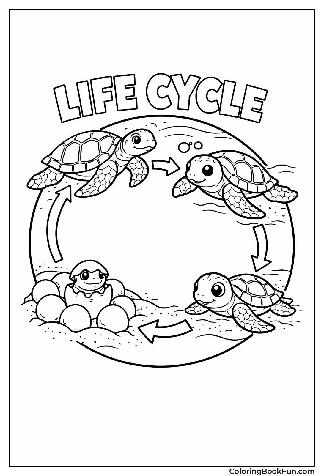 Turtle Life Cycle Stages