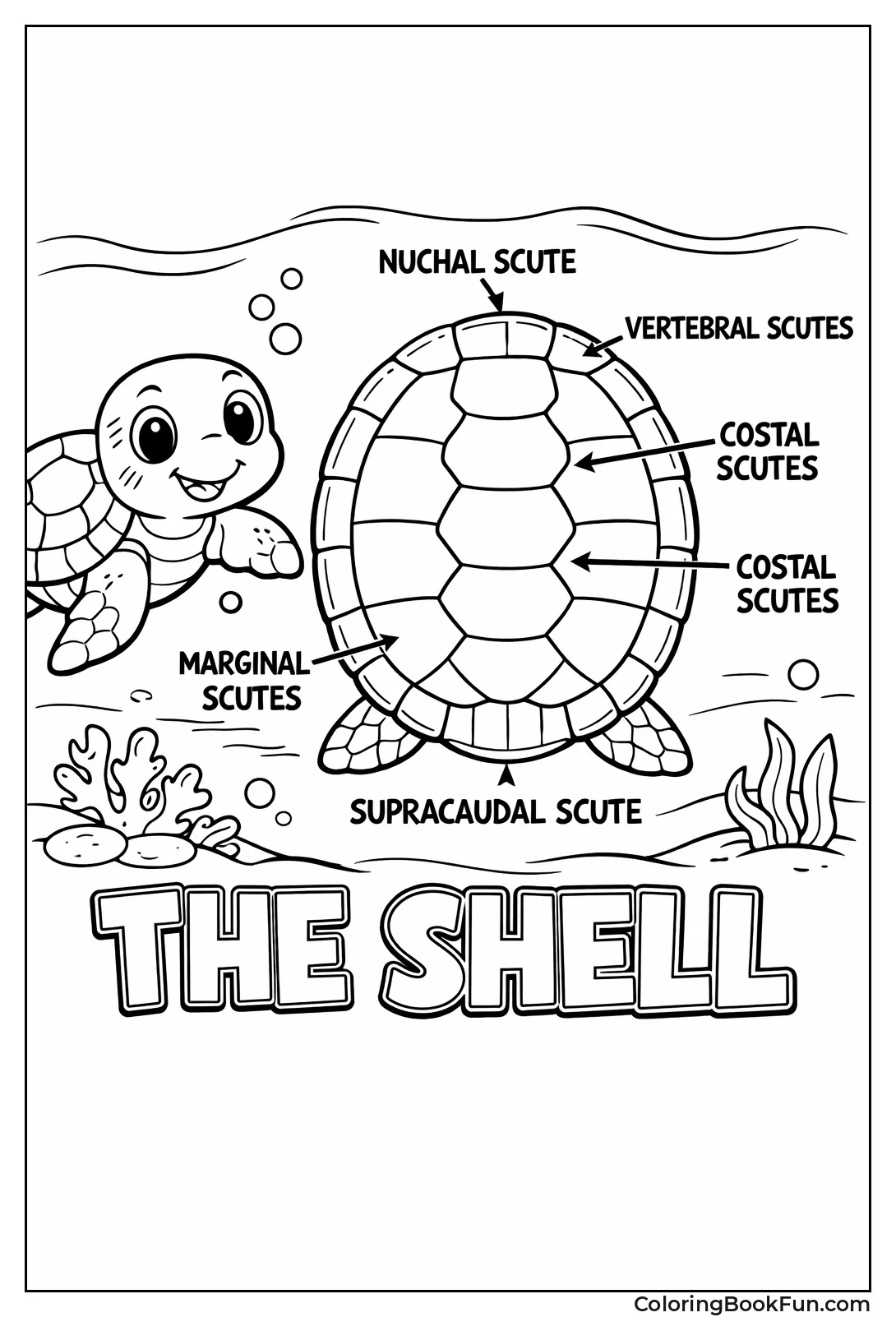 Turtle Shell with Labels