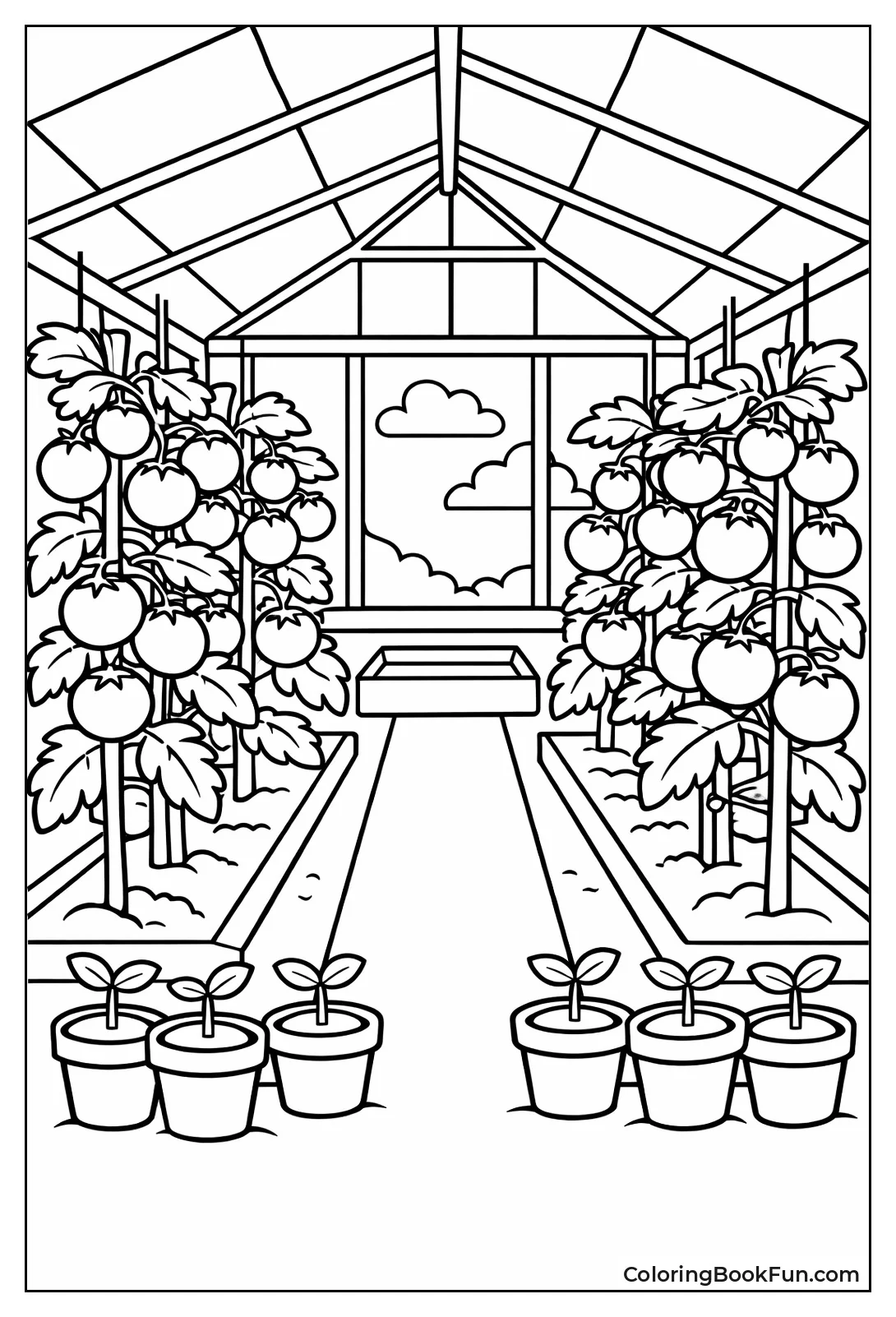 Greenhouse Tomato Plants Grow