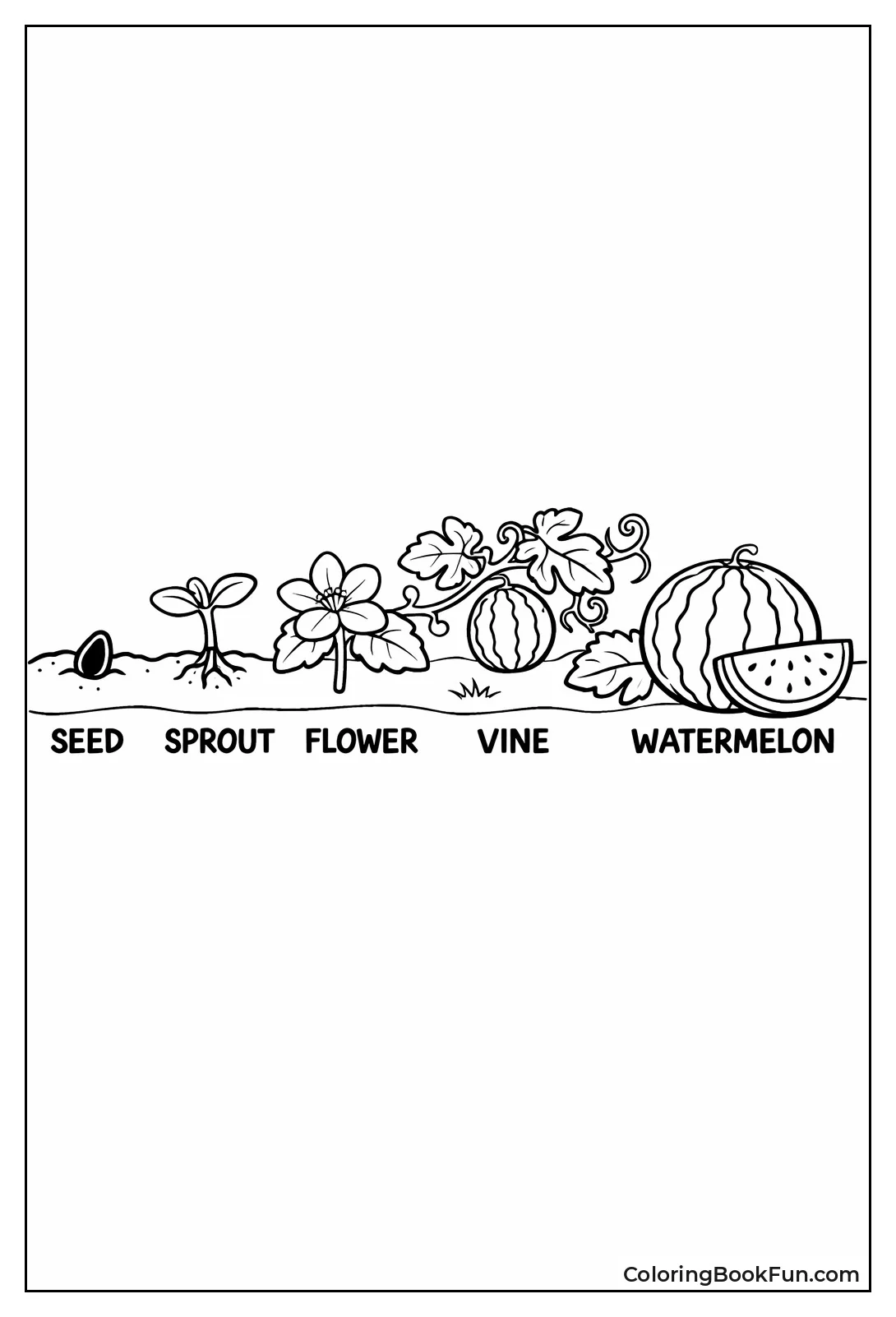 Watermelon Life Cycle Stages